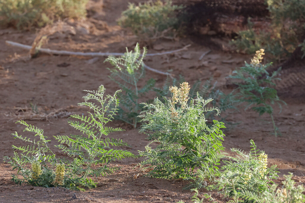 Sophora alopecuroides; photograph (c) Tom Field, some rights reserved (CC BY)