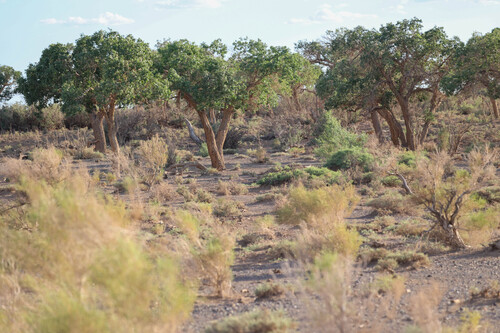 Populus euphratica, photograph 3