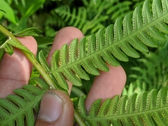Pseudocyclosorus esquirolii