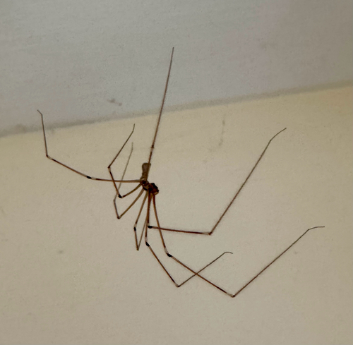 Long-bodied Cellar Spider