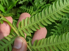 Pseudocyclosorus esquirolii