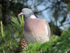 Columba palumbus