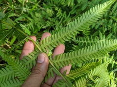 Pseudocyclosorus esquirolii