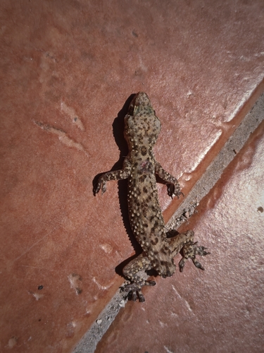 Mediterranean House Gecko