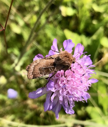 Chersotis cuprea