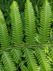 Pseudocyclosorus esquirolii
