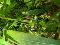 Pseudocyclosorus esquirolii
