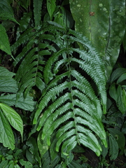 Microlepia marginata marginata