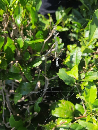 Wasp Spider