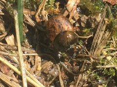 Onthophagus coenobita