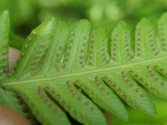 Pseudocyclosorus esquirolii