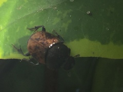 Onthophagus coenobita