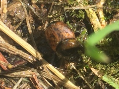 Onthophagus coenobita