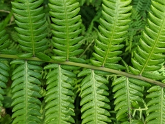 Pseudocyclosorus esquirolii