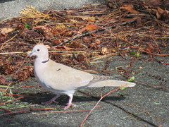 Streptopelia decaocto
