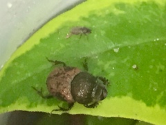 Onthophagus coenobita