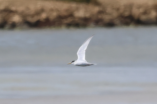 iNaturalist image