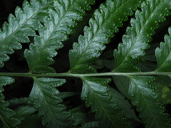 Microlepia marginata marginata