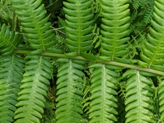 Pseudocyclosorus esquirolii