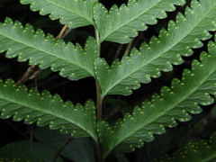 Microlepia marginata marginata