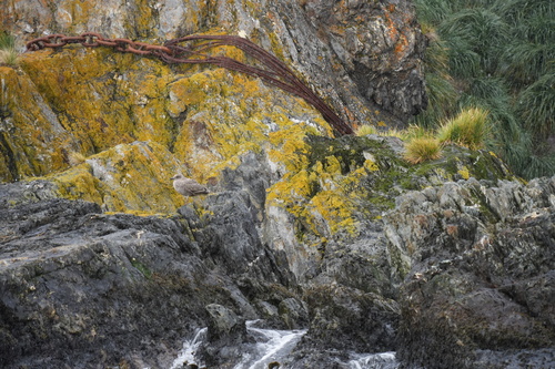 iNaturalist image