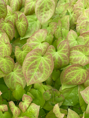 Epimedium