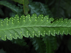 Microlepia marginata marginata