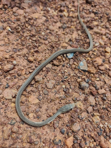 Northern Stripe-bellied Sand Snake
