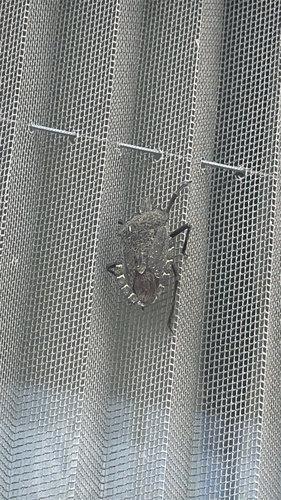 Mediterranean Spiny Stink Bug