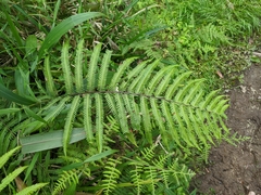 Pseudocyclosorus esquirolii