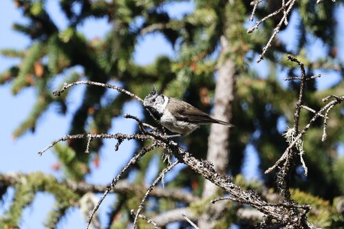 iNaturalist image