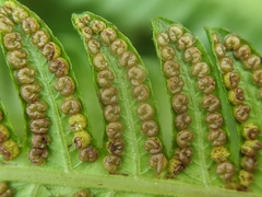 Pseudocyclosorus esquirolii