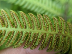 Pseudocyclosorus esquirolii
