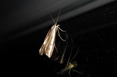 Orocrambus flexuosellus