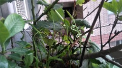 Ophioglossum petiolatum