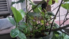 Ophioglossum petiolatum