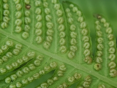 Pseudocyclosorus esquirolii
