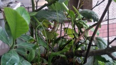 Ophioglossum petiolatum