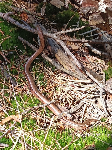 Common Slowworm