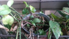 Ophioglossum petiolatum