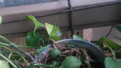 Ophioglossum petiolatum