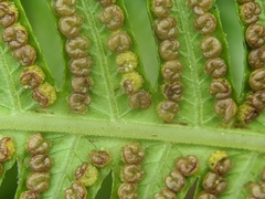 Pseudocyclosorus esquirolii