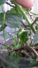 Ophioglossum petiolatum