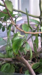 Ophioglossum petiolatum