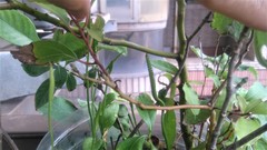 Ophioglossum petiolatum