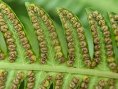 Pseudocyclosorus esquirolii