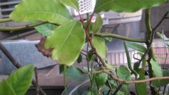 Ophioglossum petiolatum