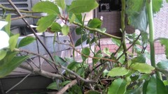 Ophioglossum petiolatum