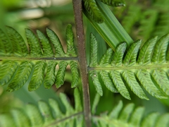 Pseudocyclosorus esquirolii