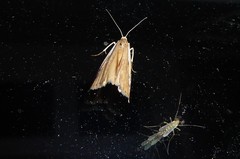 Orocrambus flexuosellus